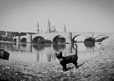 Pinhole Kitten