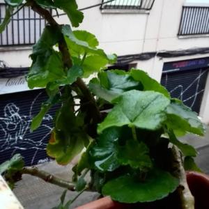 anaoterogutierro_90205710_234352321051453_829350613192320040_n