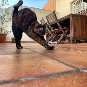 fura_72_94506344_236132684265304_4976642634597399363_n